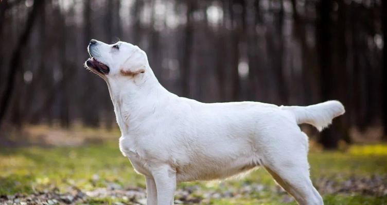 探究沙皮犬为何喜欢翻垃圾桶（宠物的“神秘”行为揭秘）
