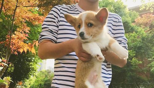如何选择最适合的柯基犬？（以标准为参考，挑选健康可爱的宠物犬）