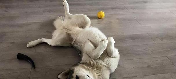 揭秘狗狗老趴地背后的原因（为什么狗狗老趴地，怎样解决？）