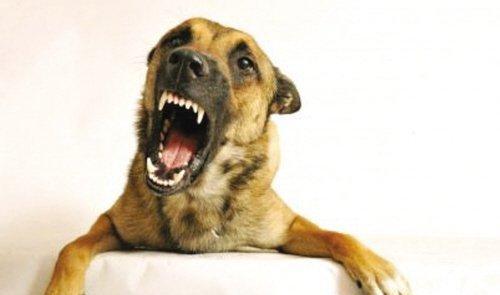 解密圣伯纳犬的强烈占有欲（以宠物为主的占有欲探究）