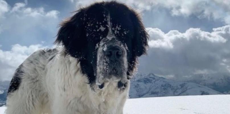 如何为你的圣伯纳犬提供全面营养的饮食（全面了解圣伯纳犬的营养需求，提供最佳饮食方案）