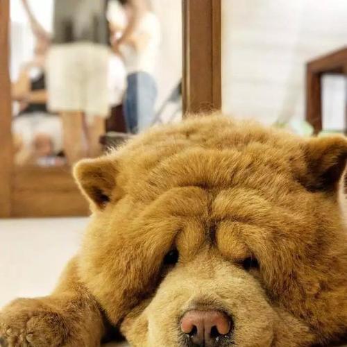 以松狮犬为宠物的注意事项（铲屎官必读，关爱你的松狮犬）