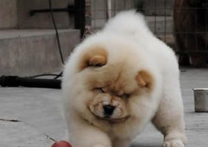 松狮犬（松狮犬的特点和优势）