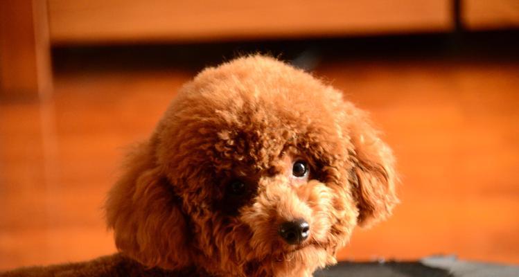 泰迪犬为什么老是吃自己的便便？（探究宠物狗吃便便的原因及应对方法）