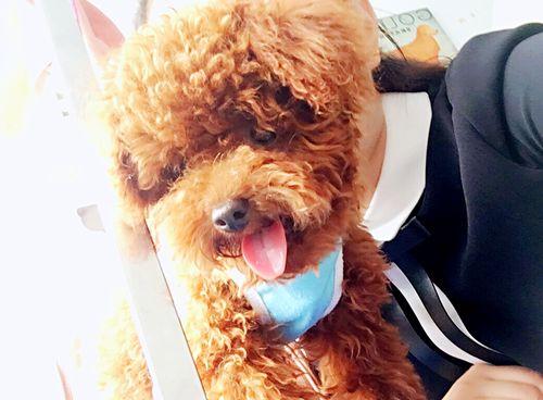 泰迪犬患病须注意事项（宠物爱好者必看，为泰迪犬的健康保驾护航）