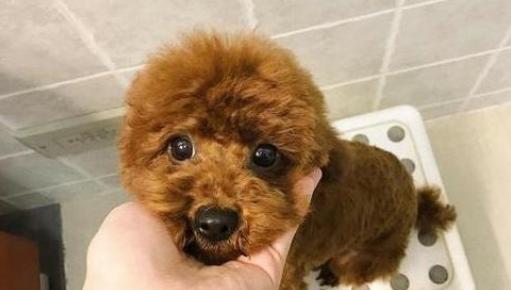 泰迪犬禁食列表（15种禁食食物）