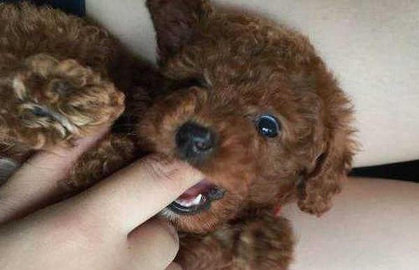 如何科学养护泰迪犬（一天喂几次，管饱别猛喂，让爱宠健康成长）