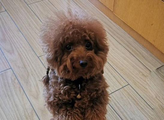 泰迪犬的四种品种及其特征（认识泰迪犬，掌握不同品种的养护方法）