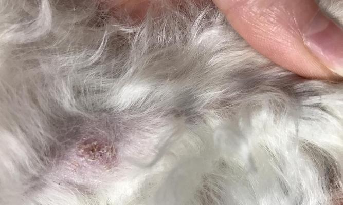 泰迪犬真菌感染传染性分析（小狗真菌感染对人类的影响及预防方法）