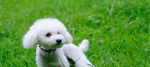 宠物泰迪吐黄粘稠液体怎么办（宠物吐黄粘稠液体的原因、治疗方法及预防措施）