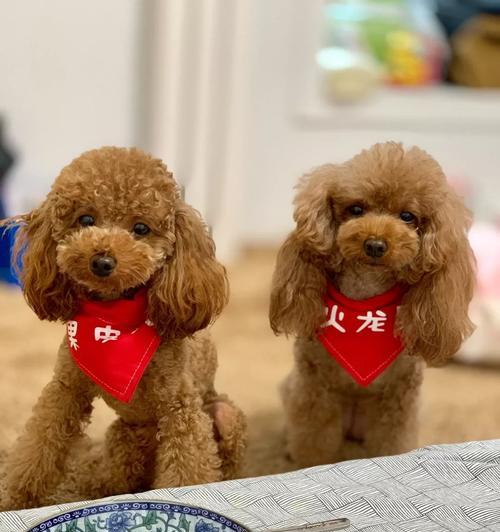宠物泰迪生病饮食注意事项（一起来看看泰迪生病时该如何照顾饮食吧！）