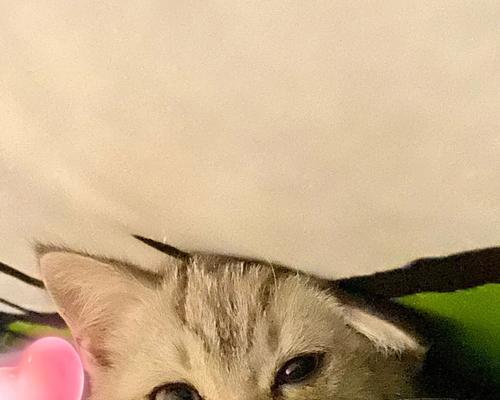 晚上猫咪的噪音困扰怎么解决（宠物猫夜间行为调整方法，共同打造和谐家庭）