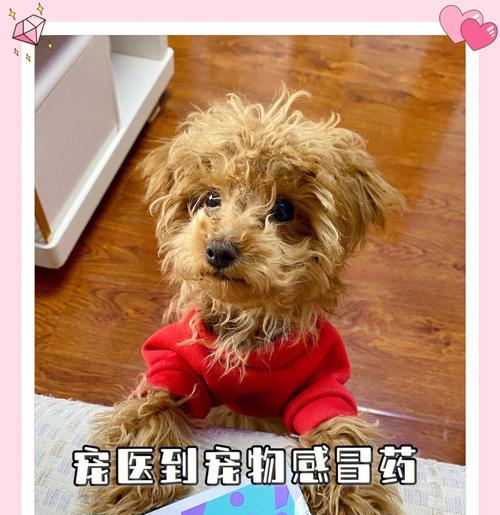 宠物感冒发烧呕吐怎么办？（以万能梗为主，教你怎样应对）