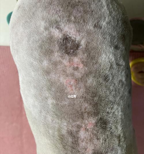 宠物狗夏天易患皮肤病的原因（探究宠物狗夏天皮肤病的成因及预防方法）