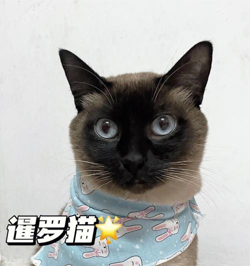 探究暹罗猫黑色基因突变现象（宠物爱好者必读，为什么暹罗猫看起来越来越黑了？）