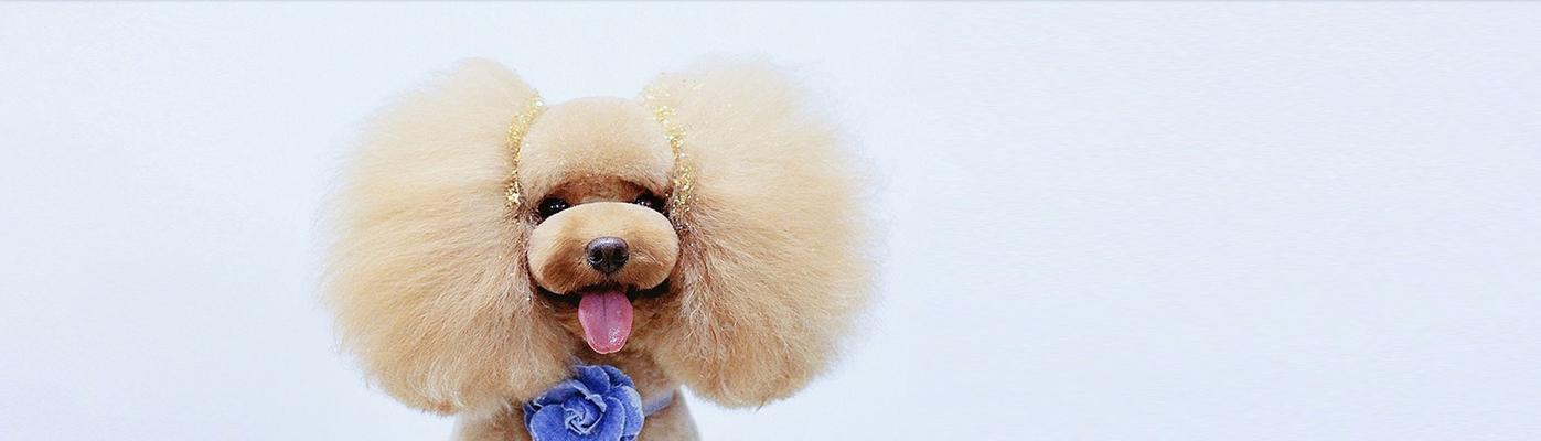 为什么要定期给宠物狗做美容护理？（宠物狗的美容护理需求、好处与技巧）
