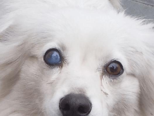 为什么狗狗的眼睛会变混浊？（探究狗狗眼部问题，了解如何保护宠物视力）