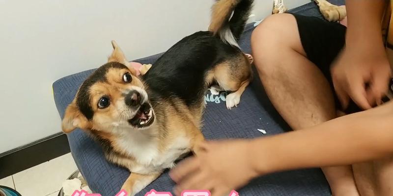 为什么狗狗不会反抗主人打骂？（揭秘宠物狗的心理世界及其对打骂的反应）