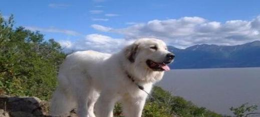 让你的大白熊犬健康成长（让你的大白熊犬健康成长）
