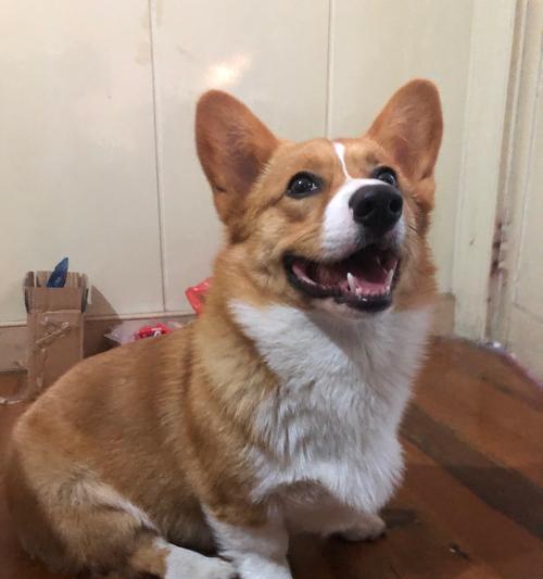 养柯基犬需要注意的问题（从喂养到健康，这些事项你必须知道）