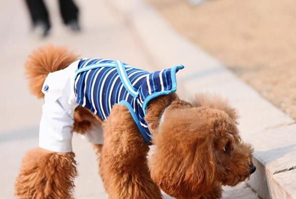 喂养泰迪犬的常见问题（探究泰迪犬喂养中需要注意的问题）