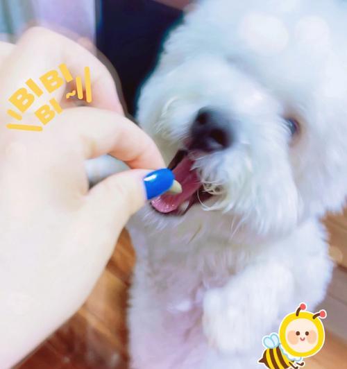 喜乐蒂牧羊犬缺钙的表现及治疗