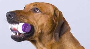 喜乐蒂牧羊犬体味的奥秘（探究喜乐蒂牧羊犬体味的成因和解决方法）