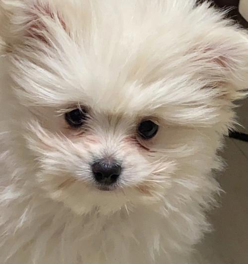 喜乐蒂牧羊犬厌食，如何解决？（宠物饮食健康不可忽视，以喜乐蒂牧羊犬为例分享解决方法）