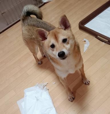 班回家后为什么狗狗特别热情？（探究狗狗对主人的情感）