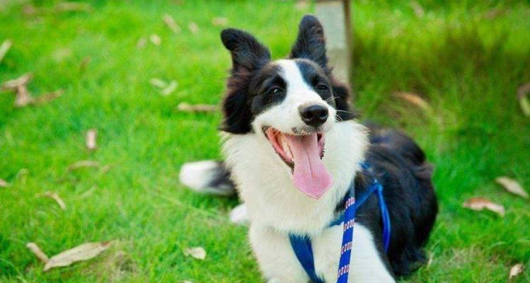 夏季必备——给边境牧羊犬补水很重要（宠物健康的保障、补水方法、补水注意事项）