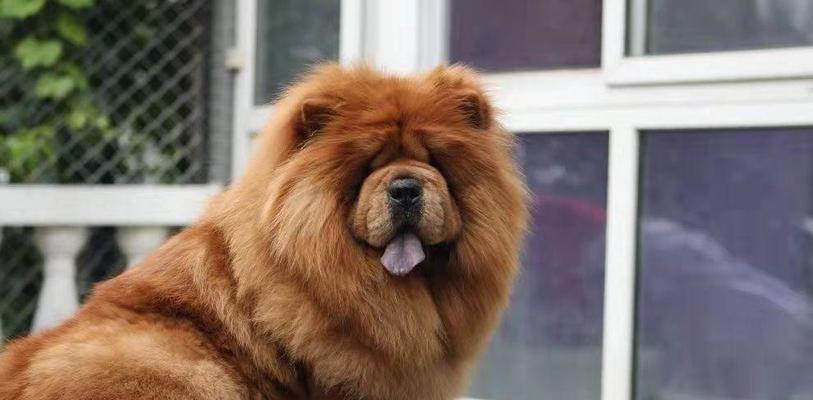 夏季松狮犬的冷饮推荐（为您的爱犬消暑降温，这些冷饮可不能错过！）