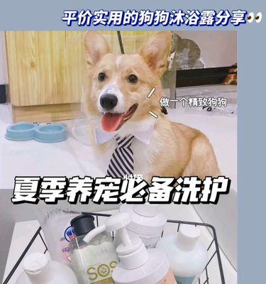 如何选择适合狗狗的沐浴露？（让宠物在清洁中感受到呵护和温暖）