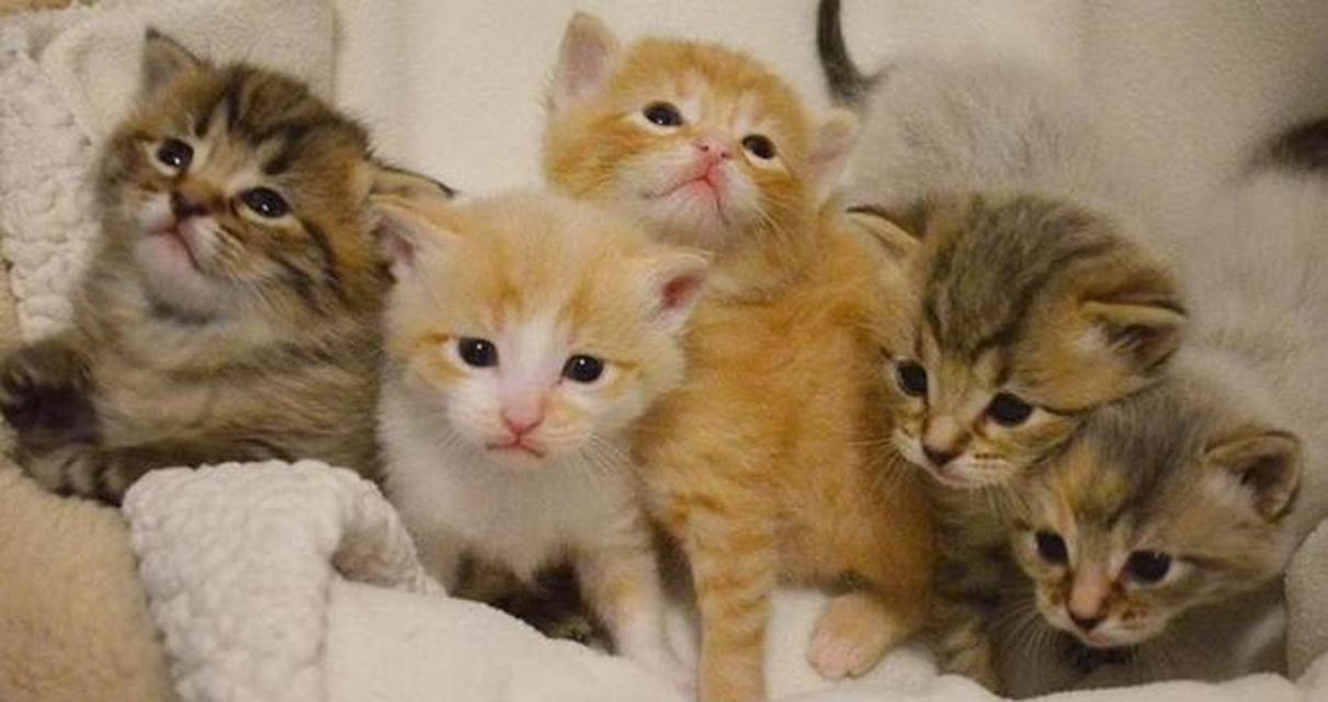 小奶猫为什么一直叫？（探究小奶猫叫声的原因和解决方法）
