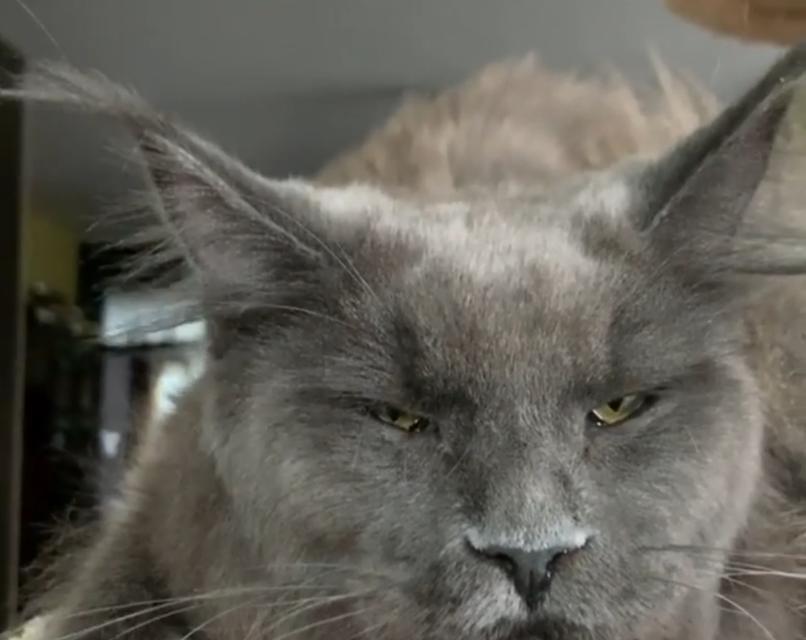 信任铲屎官，猫咪行为揭秘（掌握这些行为，你就能成为猫咪最信任的人了！）
