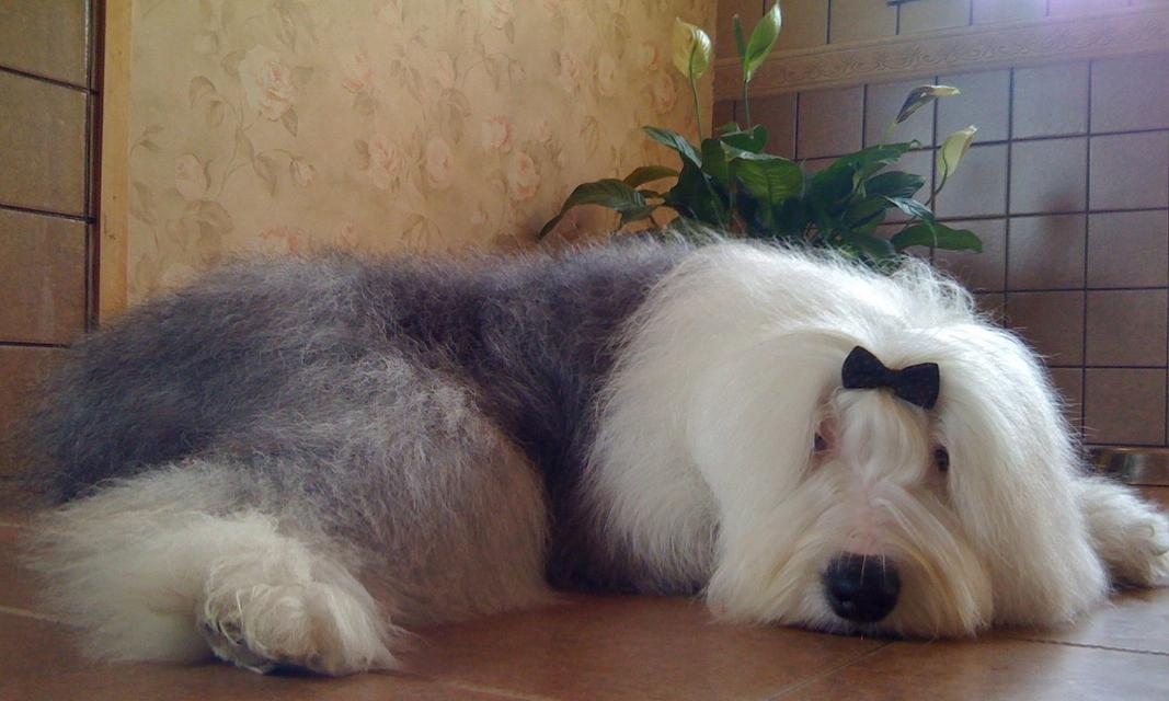 选购古代牧羊犬幼犬的注意事项（从宠物性格到疾病预防，全面了解选购牧羊犬的要点）