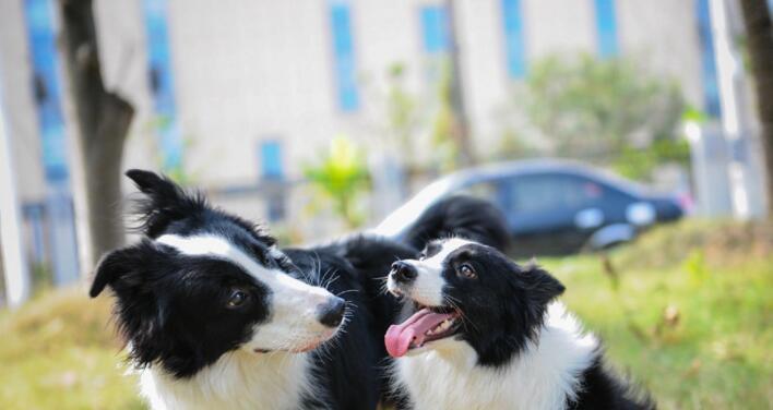 养护边境牧羊犬（以宠物为主，了解边境牧羊犬的饮食习惯）