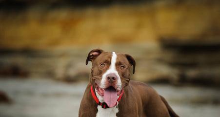 宠物比特犬的爪部保养法，让你的爱犬走得更稳健（宠物比特犬的爪部保养法，让你的爱犬走得更稳健）