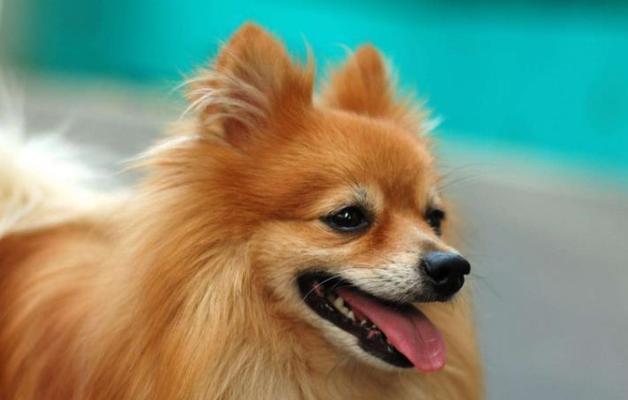 训练你的博美犬（如何有效地训练你的博美犬）
