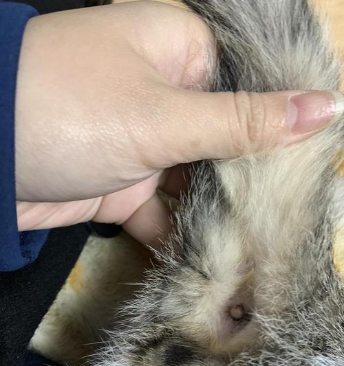 小猫肛门突出拉屎正常吗？（探究小猫拉屎时肛门突出的原因和解决方法）