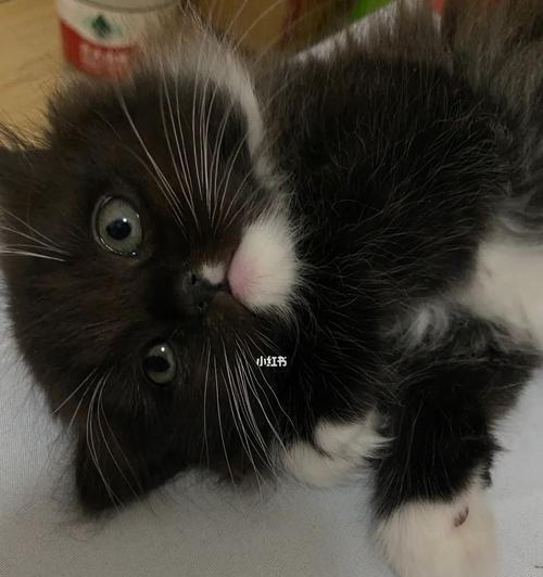 如何解决宠物小猫拉黑色干大便问题（让爱宠更健康，我们需要做些什么？）