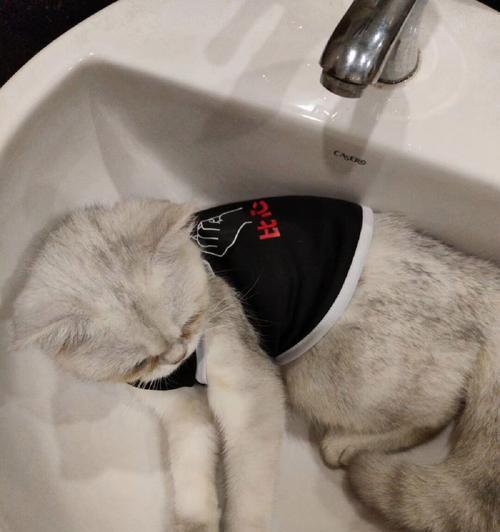 小猫拉稀不吃食的原因及应对方法详解（宠物家长必看！宠物拉稀怎么办？）