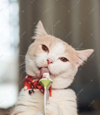 小猫猫为什么不吃东西？（探究小猫猫不吃东西的原因，如何正确对待宠物饮食问题）