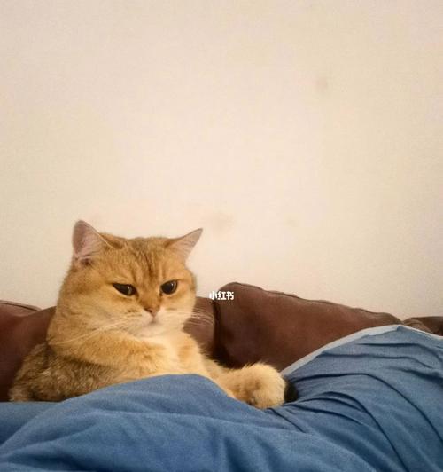 小猫夜夜吵人睡，如何解决？（让爱宠宝贝不再打扰你的美梦）
