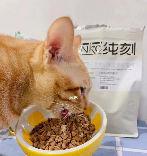 小猫吃猫粮频率及注意事项（每天多久吃一次猫粮？关注宠物健康的5个小技巧）