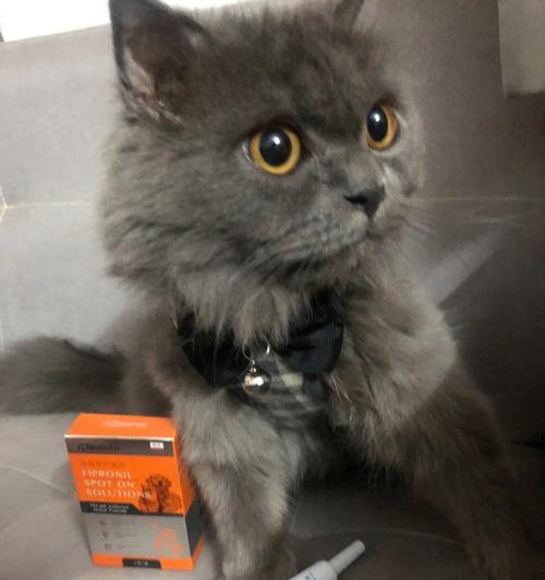 小猫驱虫后拉稀怎么办？（禁食多久合适？如何帮助小猫恢复健康？）