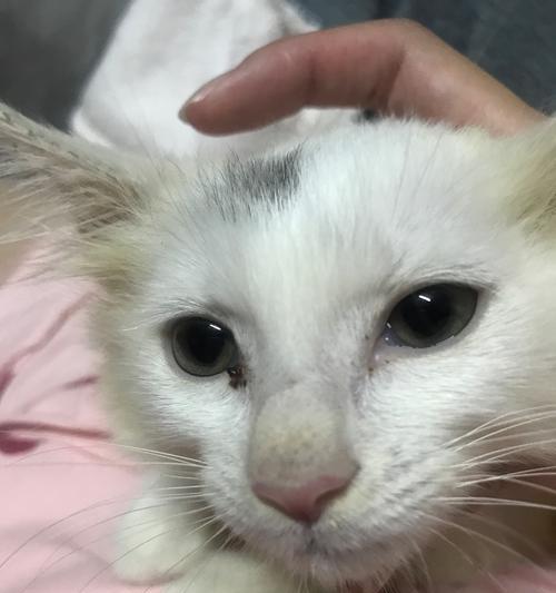 小猫三个月拉肚子怎么办？（宠物健康的重要性、拉肚子的原因、治疗方法和注意事项。）