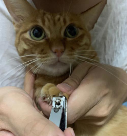 小猫的指甲剪裁时间（宠物猫的指甲修剪时间及注意事项）