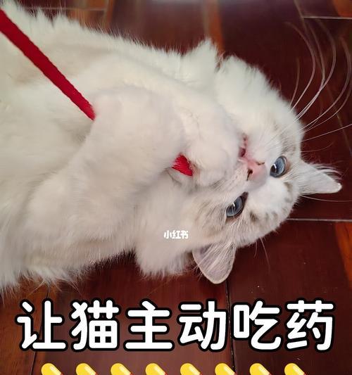 小猫何时需要打驱虫药？（宠物养护中的重要一环）