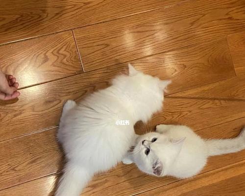 小猫在宠物生活中的重要性（探讨小猫在家庭和社会中的多重价值）