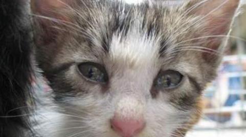 新生小猫长眼屎怎么治疗？（宠物爱护大作战，让你的小猫不再长眼屎）